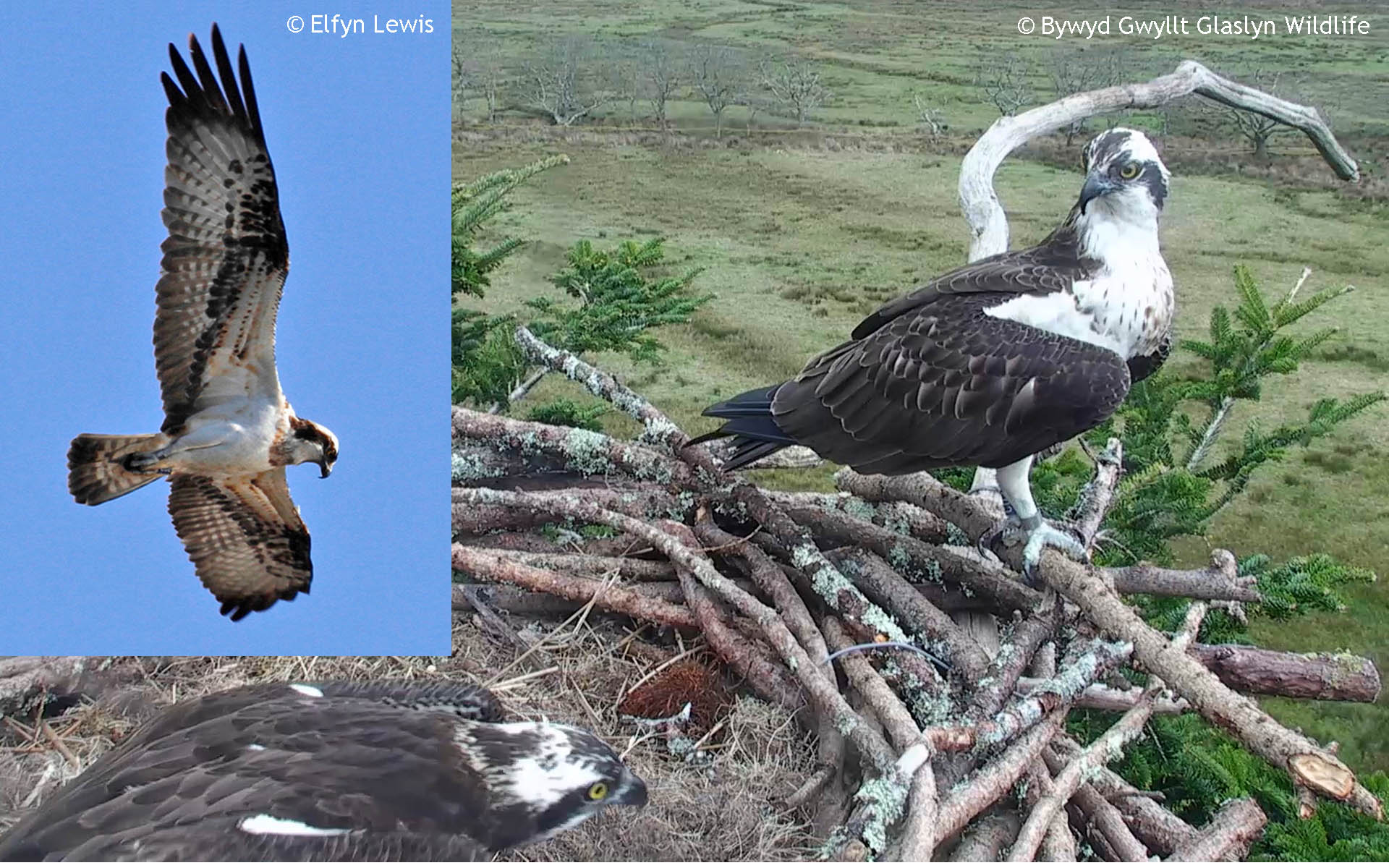 The male Osprey CU2 Jimmy when alive